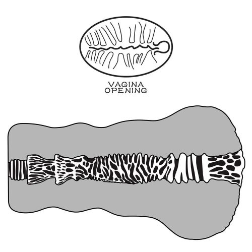 Masturbatorul de plăcintă al extratereștrilor #2_B15O50_3